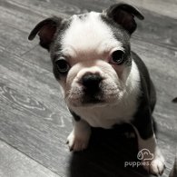 Boston Terrier - Bitches