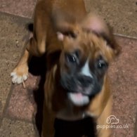 Boxer - Both