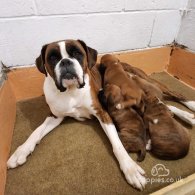 Boxer - Both