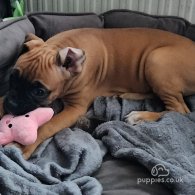 Boxer - Both