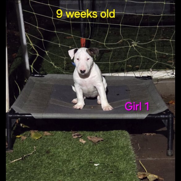 Bull Terrier - Both