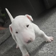 Bull Terrier - Both