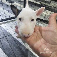 Bull Terrier - Both