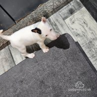 Bull Terrier - Both