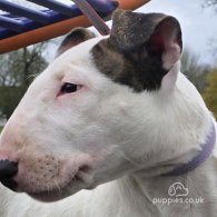 Bull Terrier - Both