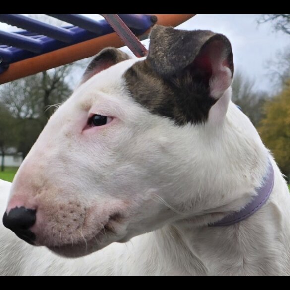 Bull Terrier - Both