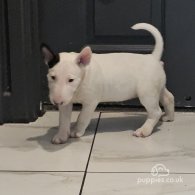 Bull Terrier - Both