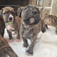 Cane Corso - Both