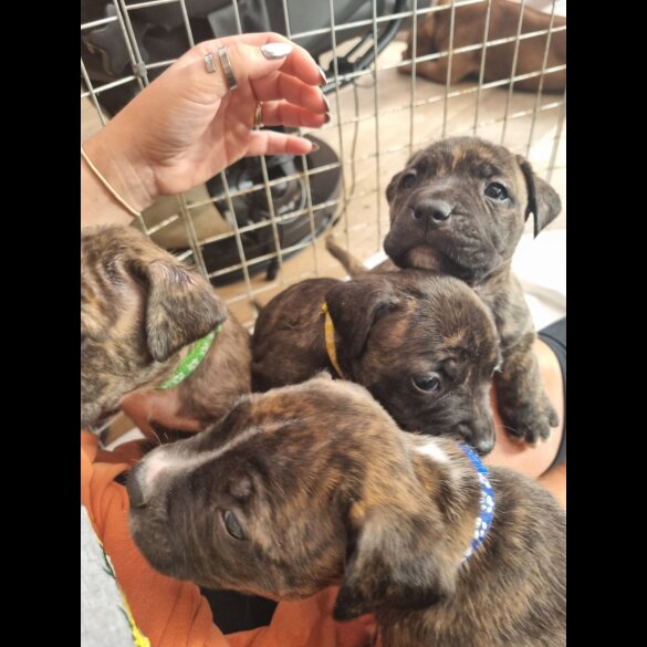 Cane Corso - Both