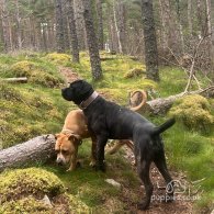 Cane Corso - Both