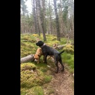 Cane Corso - Both