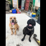 Cane Corso - Both