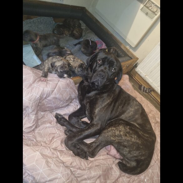 Cane Corso - Both