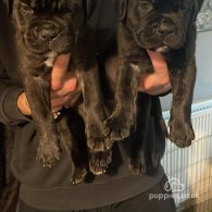 Cane Corso - Both