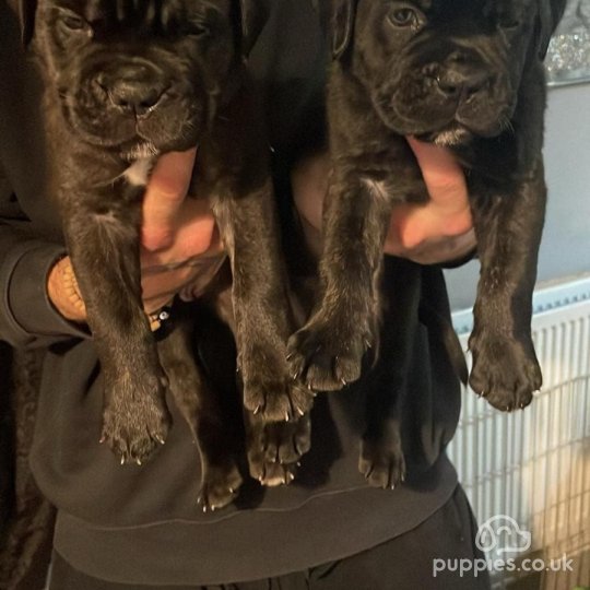 Cane Corso - Both