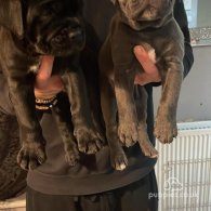 Cane Corso - Both