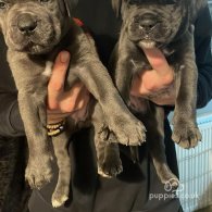 Cane Corso - Both