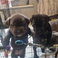 Cane Corso - Both