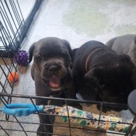 Cane Corso - Both