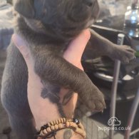 Cane Corso - Both