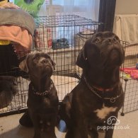 Cane Corso - Both