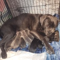 Cane Corso - Both