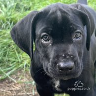 Cane Corso - Both