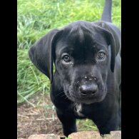 Cane Corso - Both