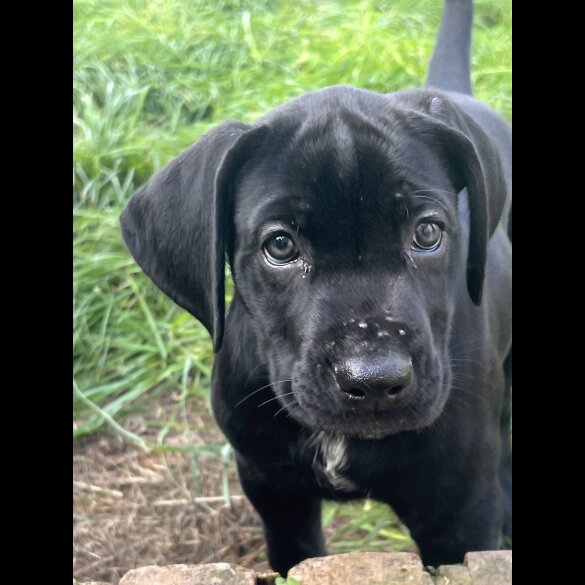 Cane Corso - Both