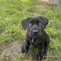 Cane Corso - Both