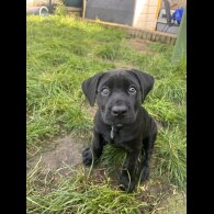 Cane Corso - Both