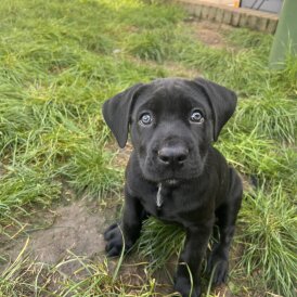 Cane Corso - Both