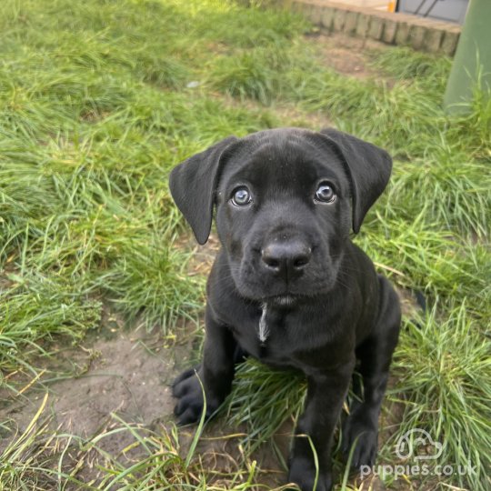 Cane Corso - Both