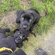 Cane Corso - Both