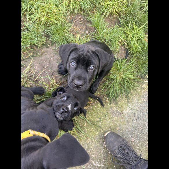 Cane Corso - Both