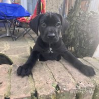 Cane Corso - Both