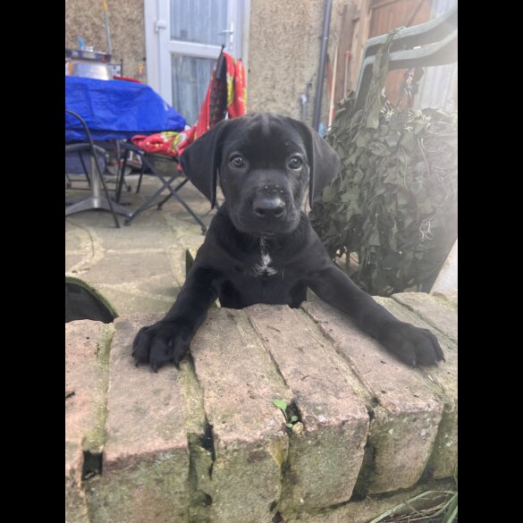 Cane Corso - Both