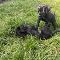 Cane Corso - Both