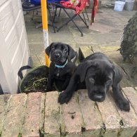 Cane Corso - Both