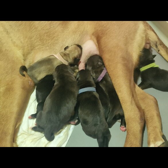 Cane Corso - Both