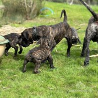 Cane Corso - Both