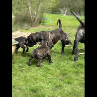 Cane Corso - Both