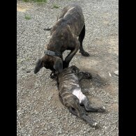 Cane Corso - Both