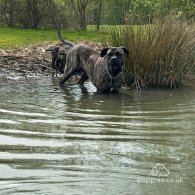 Cane Corso - Both