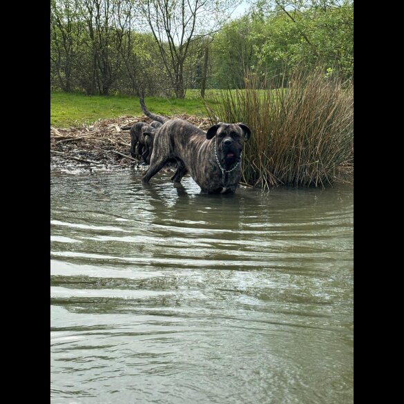 Cane Corso - Both