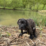 Cane Corso - Both