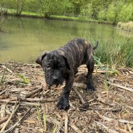 Cane Corso - Both