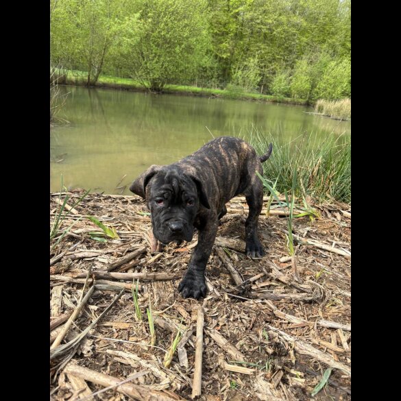 Cane Corso - Both