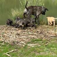 Cane Corso - Both