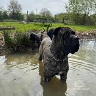 Cane Corso - Both